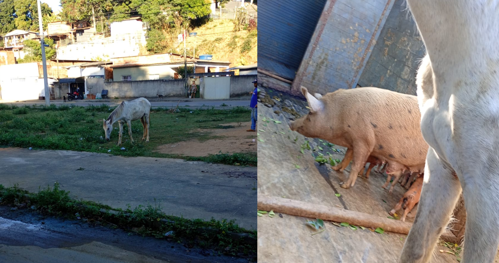 Dez animais soltos em via pública são apreendidos em Cariacica nesta sexta-feira (03)